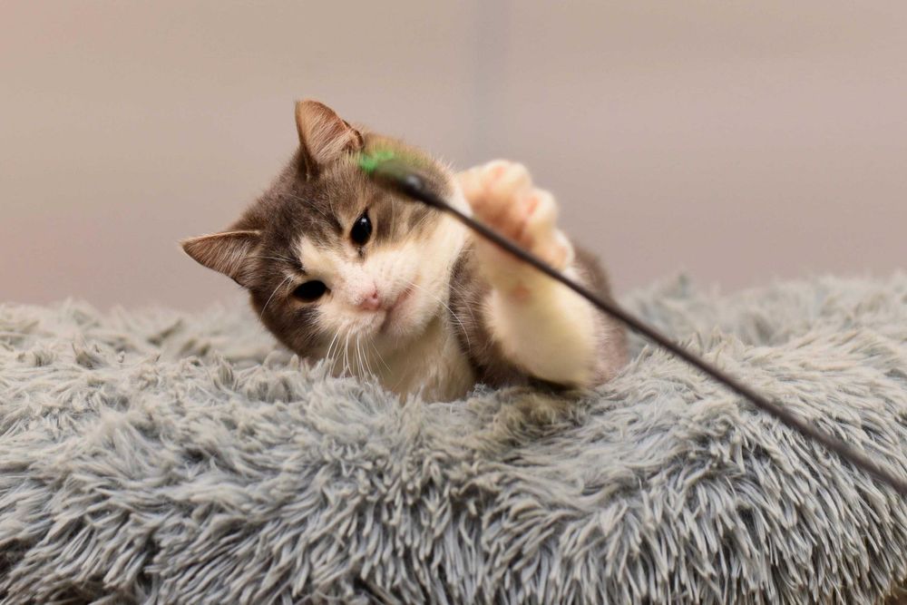 Котик Босс ждет свою семью