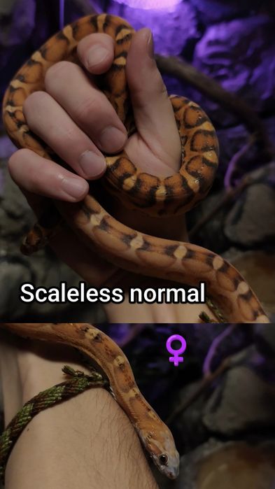Wąż zbożowy scaleless bez łusek samiczka