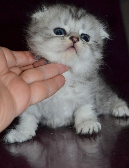 Малыш хайленд фолд