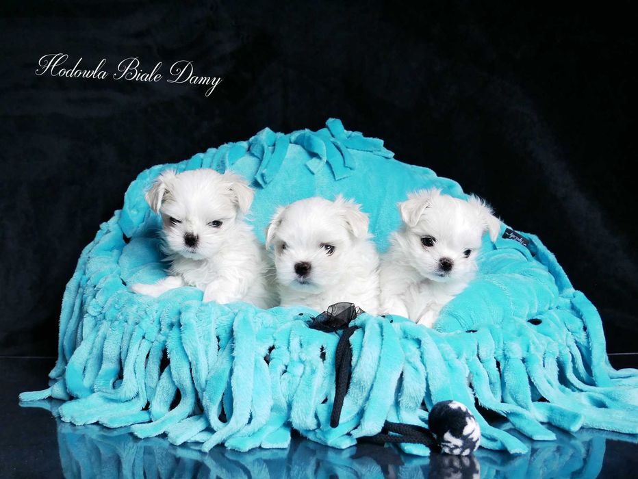 Maltańczyki Maltańczyk Samiec Piesek woj. Śląskie SHAMIR