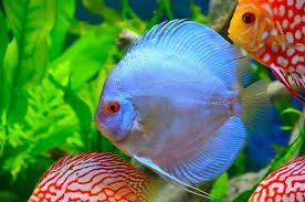 Vendo discus super premium