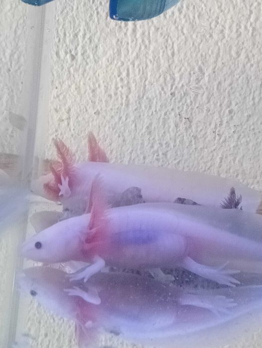 Peixes para sair
