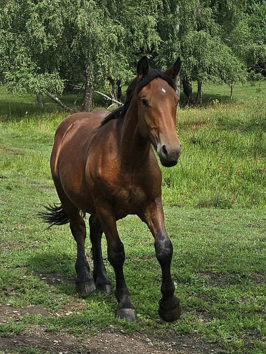 Ogierek zimnokrwisty
