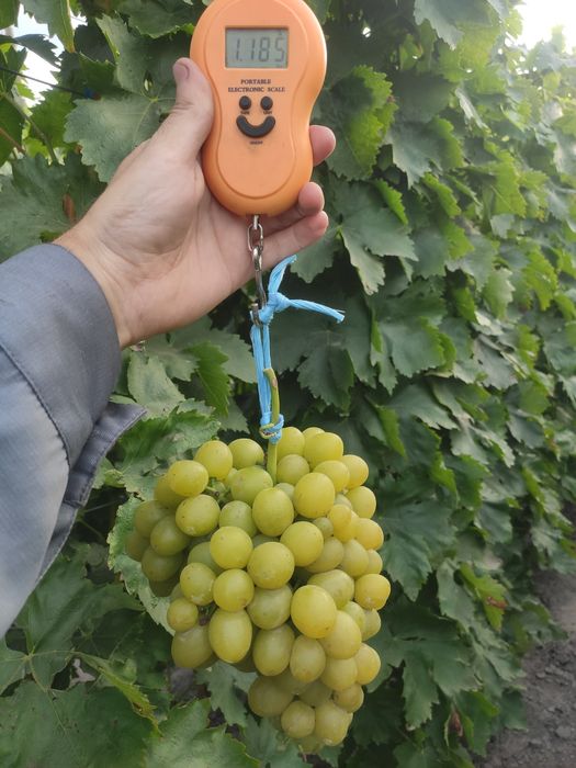 Саджанці винограду