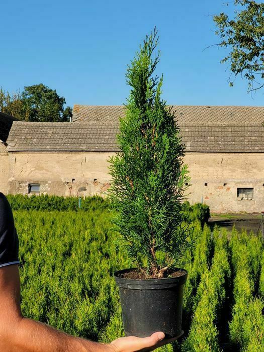 Tuja szmaragd 110cm! Promocja!!!