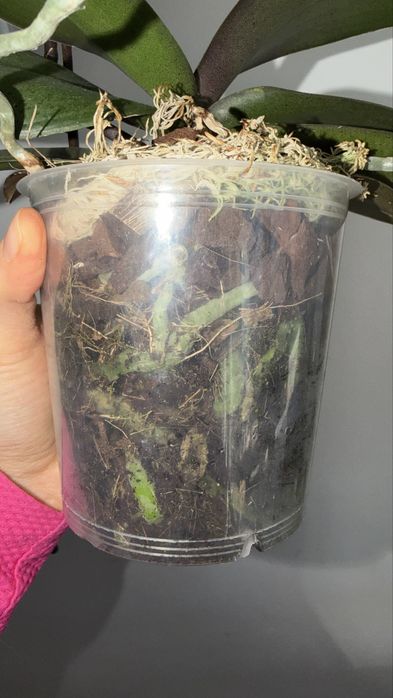 Орхідея фаленопсис Парфумерна фабрика