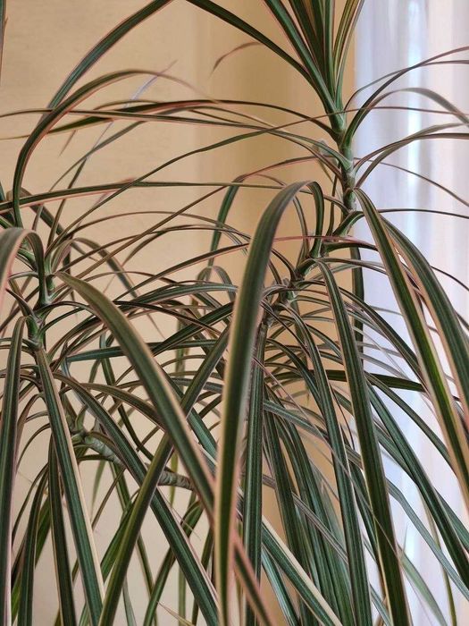 Dracena wysoka 150 cm
