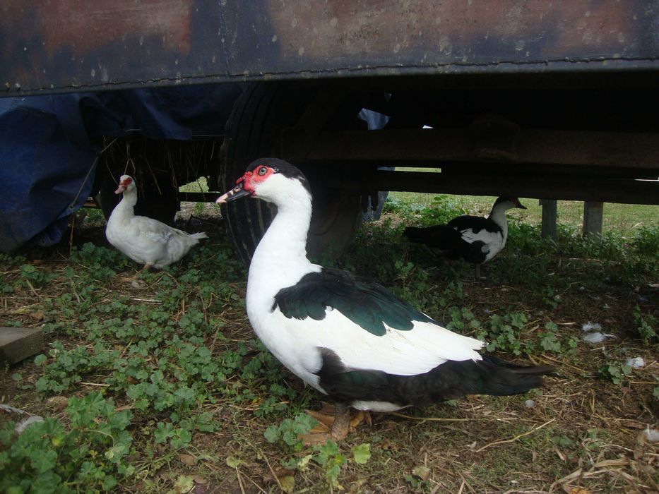 продам мускусні  чорноплечі качурі шипуни важкі