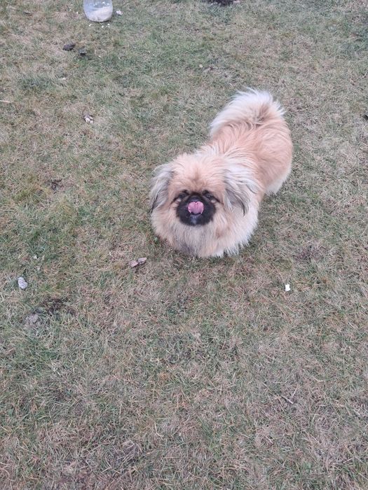 В'язка королівський пекінес