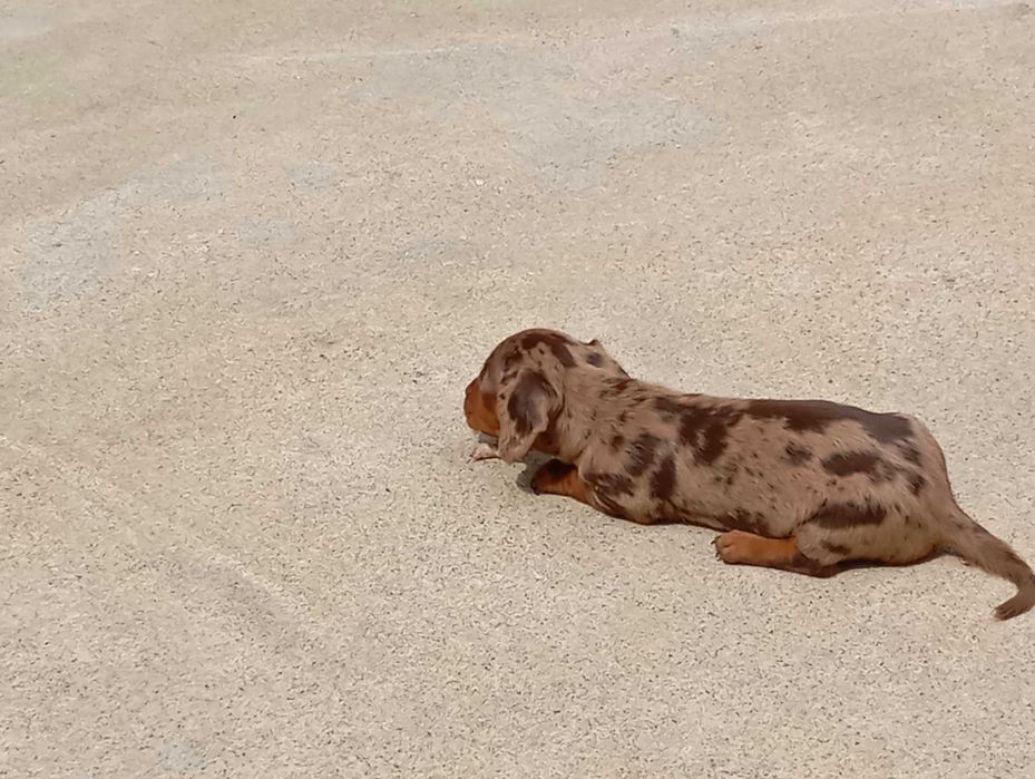 Teckel Kaninchen  miniatura fêmea Arlequim chocolate