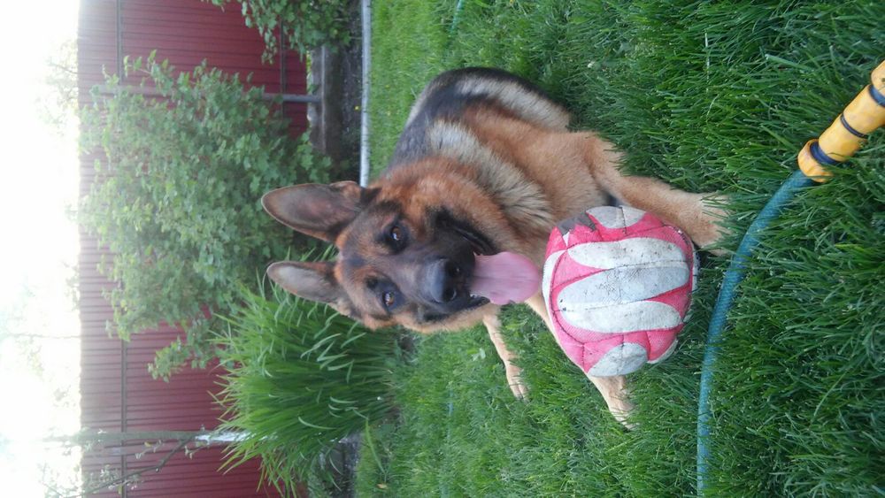 Кобель німецкої вівчарки шукає ДІВЧИНУ