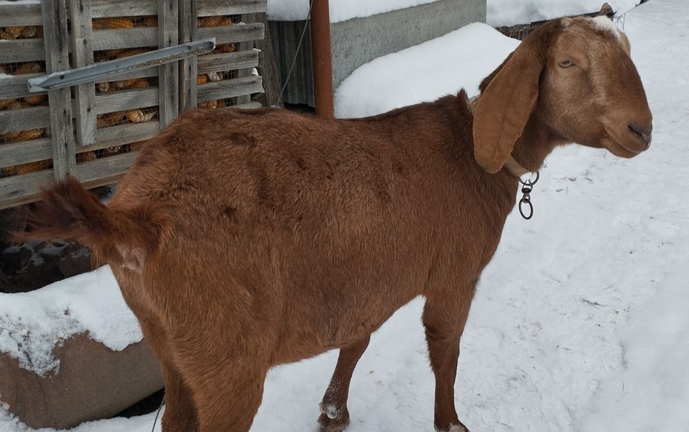 Продається коза, первістка, англо-нубійської породи