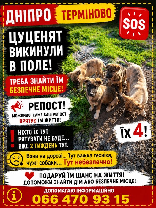 Цуценята для охорони  приватних територій, складів, гаражів, приміщення!