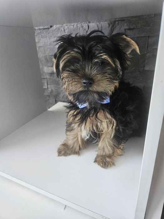 Yorkschire terrier