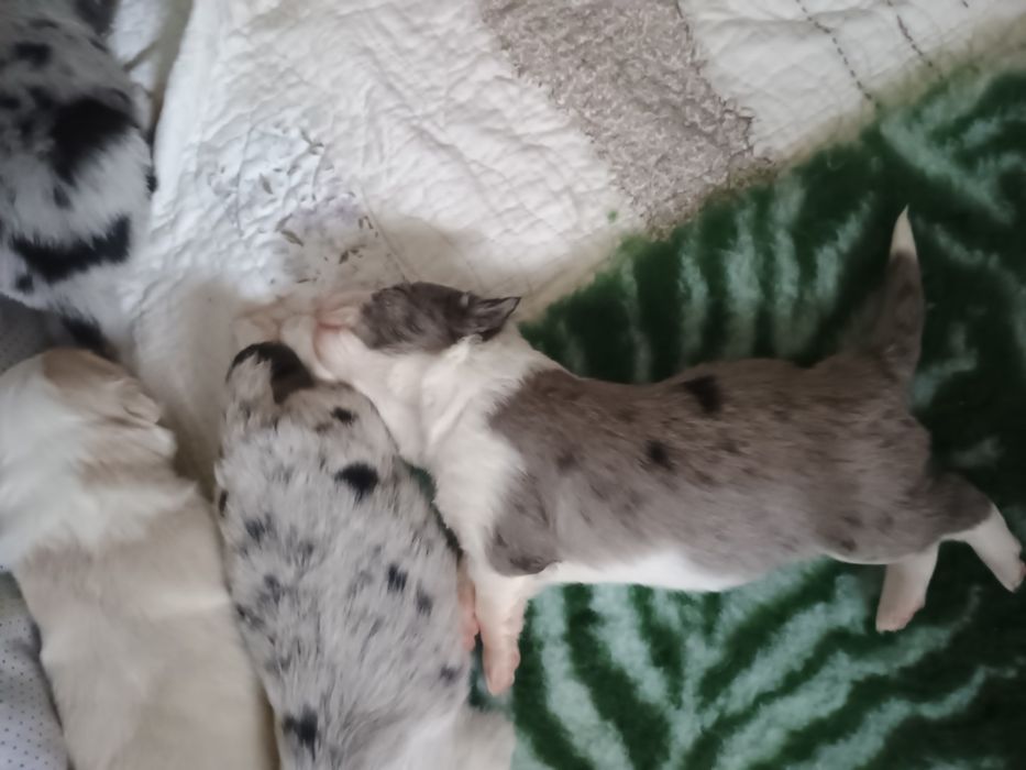 Piesek border collie blue merle ZKwP FCI