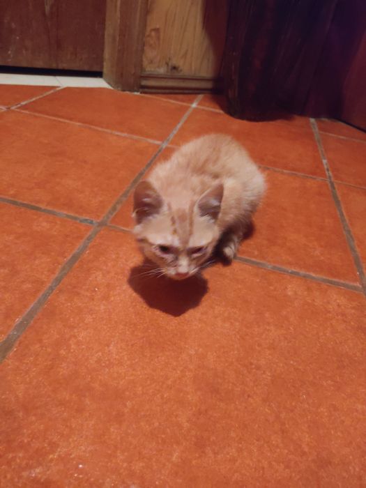 Gato bebé para adoção