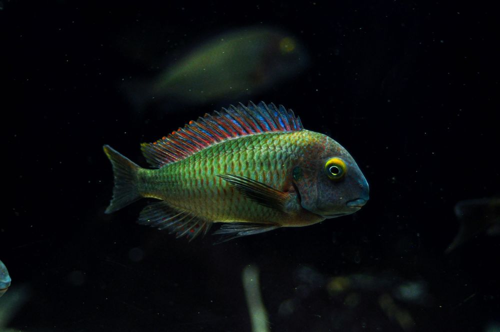 Tropheus Lufubu, ciclideos africanos, lago tanganyika