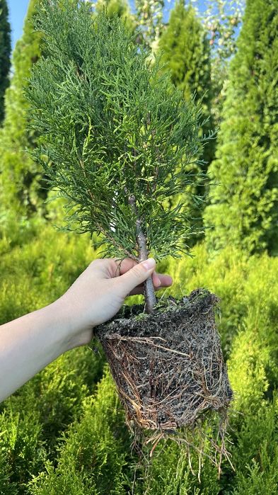 Туї, Ялівці, живці, черенки.