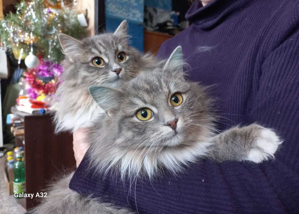 Шукають дім три киці