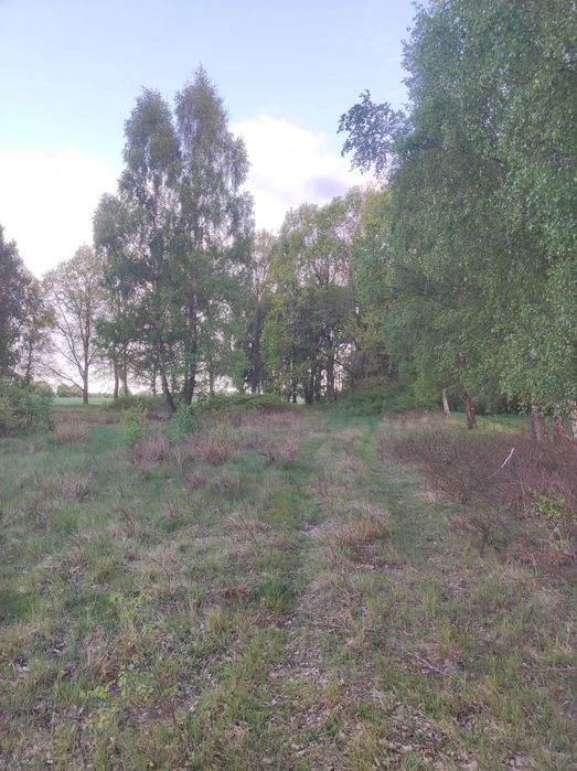 Piękne, zielone działki budowlane blisko morza (Międzywodzie) z MPZP - Widok 2