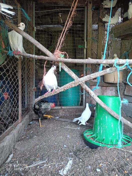 Pombas brancas para venda