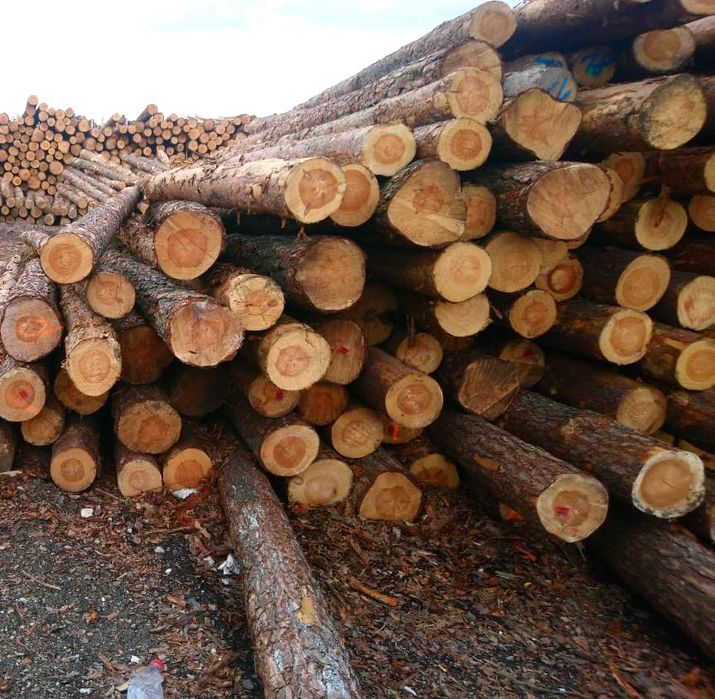 Dłużyca Tartaczka WC_01 Sosna