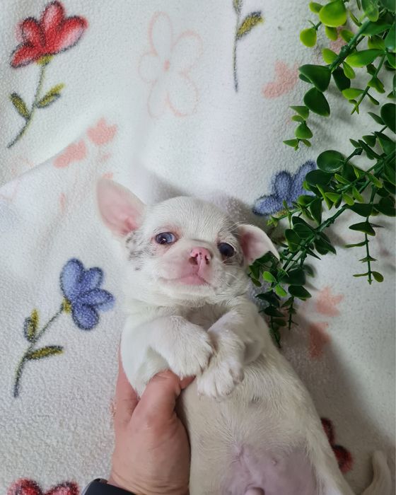 Excelente mini menino Chihuahua/Chiuaua de Qualidade, Linhagem Russa