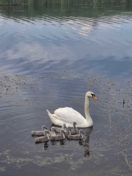 Продам житловий будинок в с. Перемога