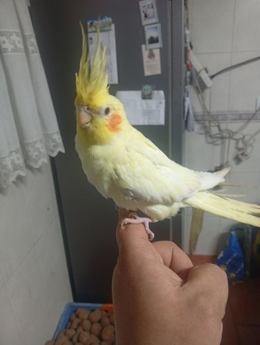 Aves domesticadas e outras...