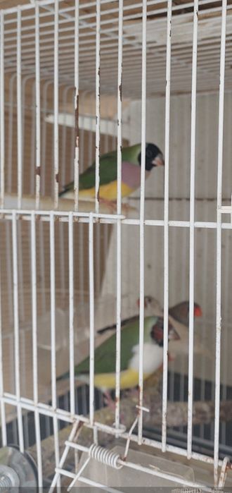 Diamantes Gould crias