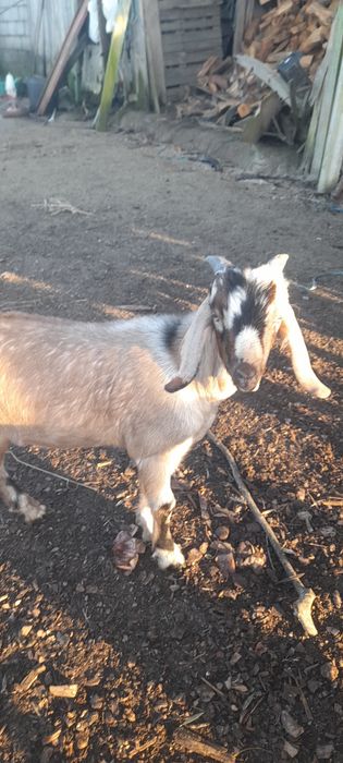 Anglo Nubianos bem criados