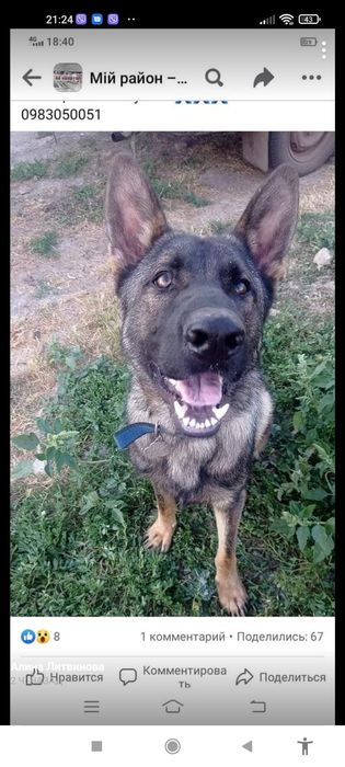 Потерялся пёс. Мы очень за ним скучаем