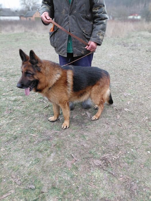 Цуценята німецької вівчарки