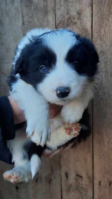 Suczka, piesek border collie, szczenię