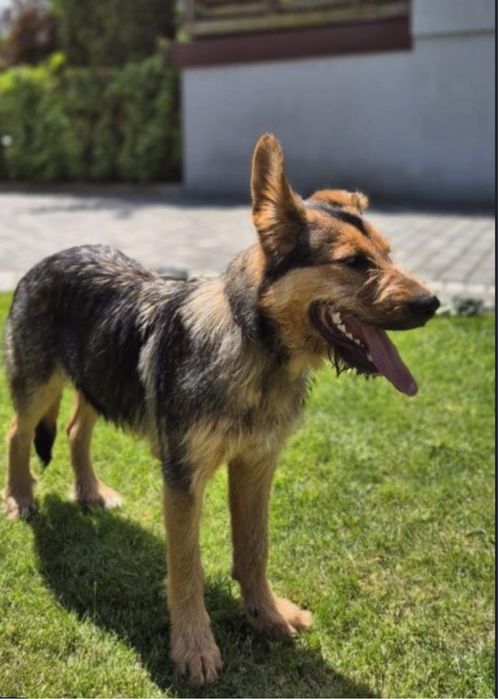 Lampo - cudo w psiej skorze szuks czlowieka na zawsze!