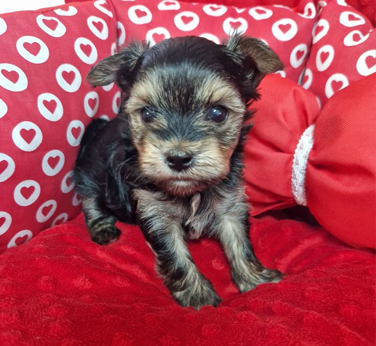 Yorkshire Terrier – uroczy piesek black tan, odbiór od 19.01