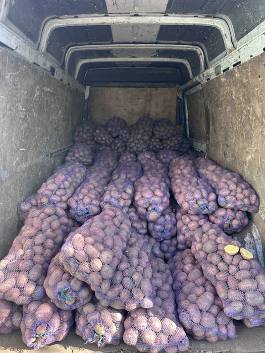Продам картоплю різних сортів (жовта) гурт та роздріб