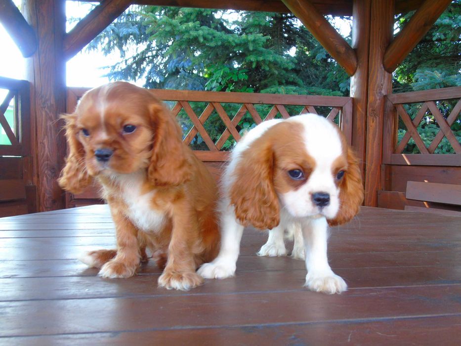 Cavalier King Charles Spaniel chłopiec
