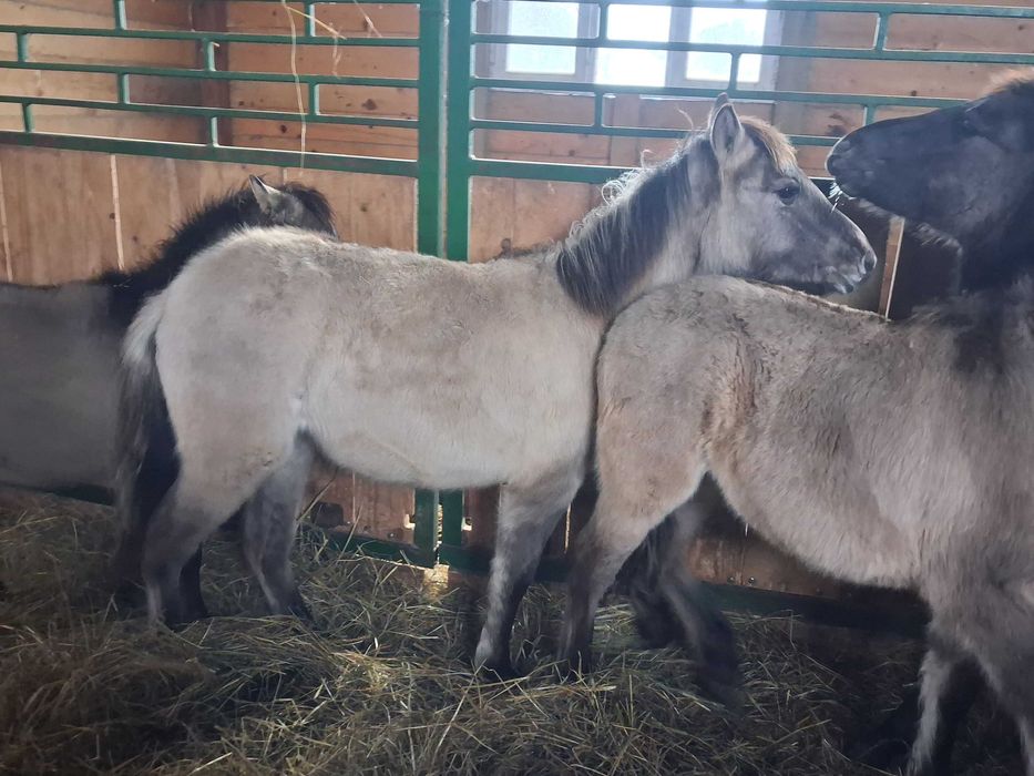 Klaczki konika polskiego