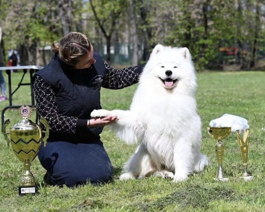 Samoyed szczeniak -  koniec października 2026