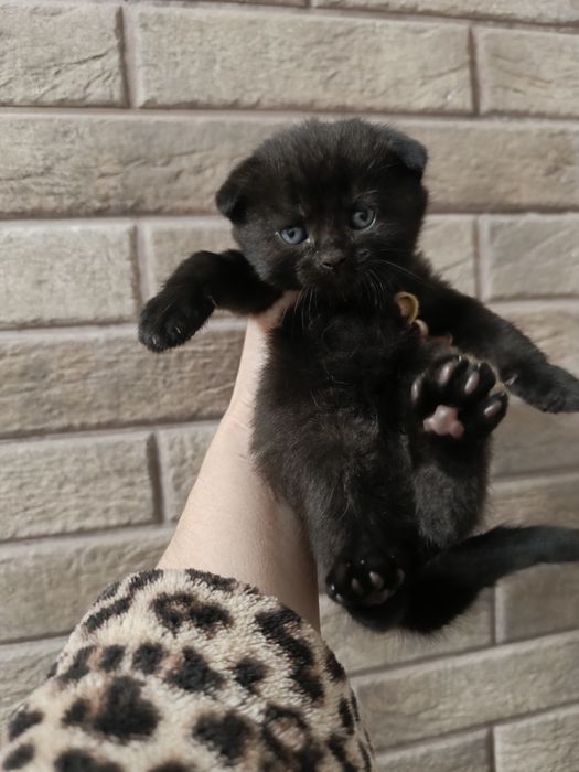 Кошенята, шотландці