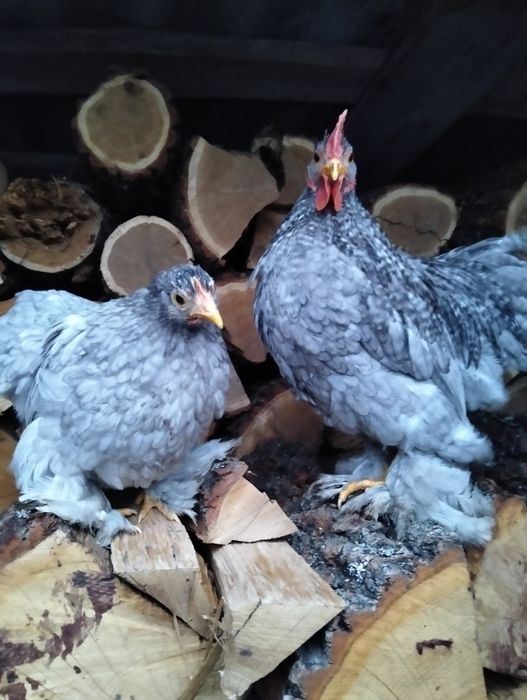 Продам півників карликового кохінхінів