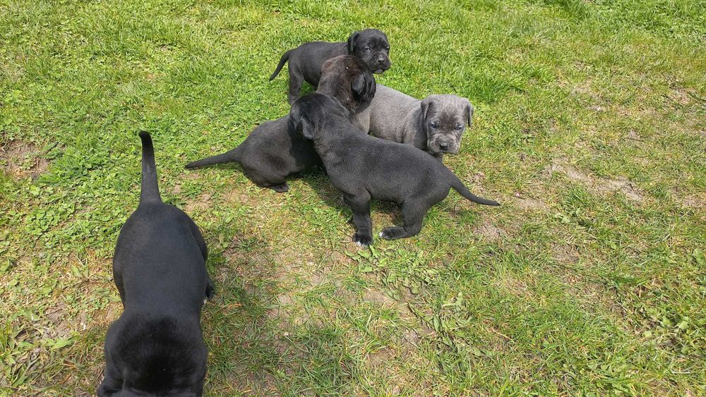 Цуцики Кане Корсо