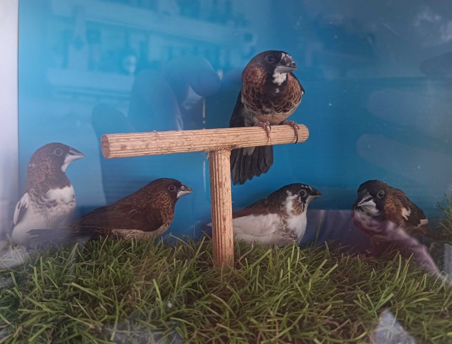 Bengalins do Japão – Normais e de Exposição
