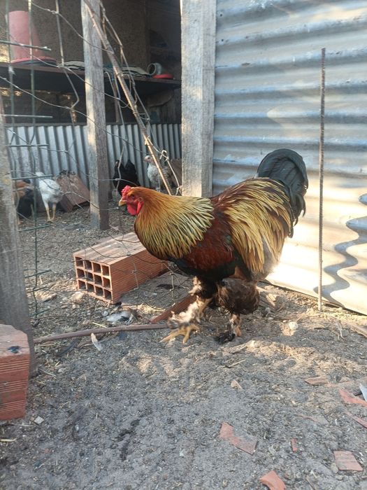 Dois Galos Brahma Perdiz