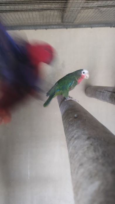 Fêmea de papagaio cubano de 2020 amazonas leucocephala impecável