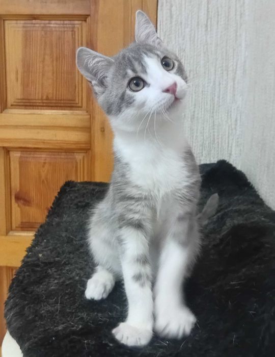 Віддам кошеня в добрі руки, хлопчик