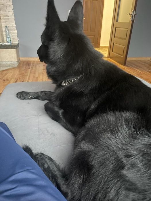 Східно європейська вівчарка