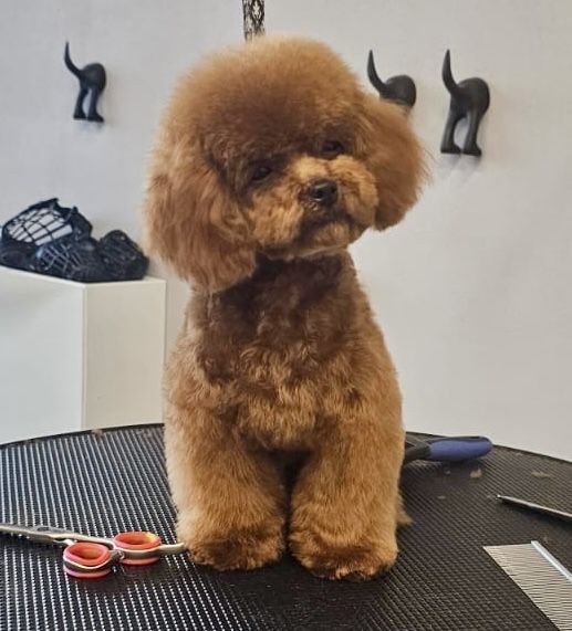 Krycie Reproduktor czerwony  Pudel Teacup  MINI  1.2 kg 18 cm