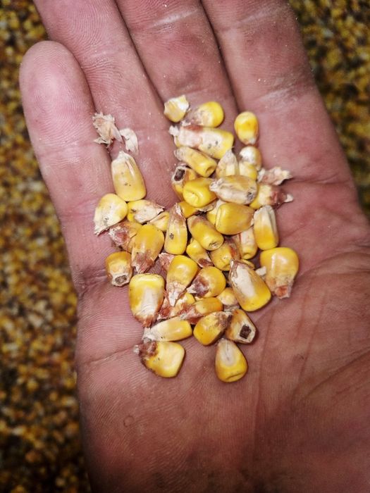 Kukurydza tego roczna mokra